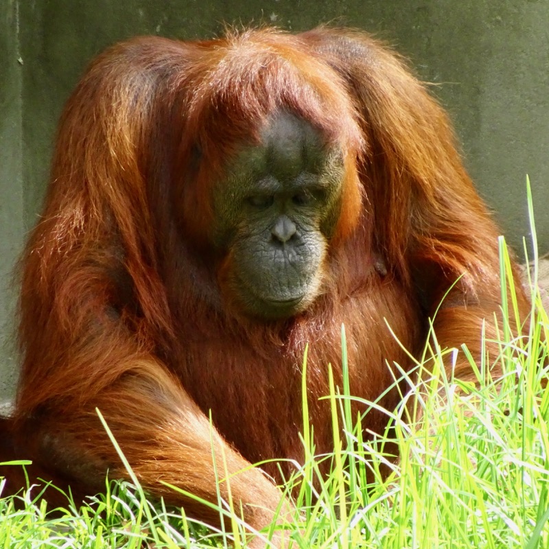 Female Borneo Orangutan