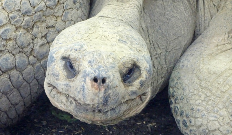 Unimpressed Tortoise