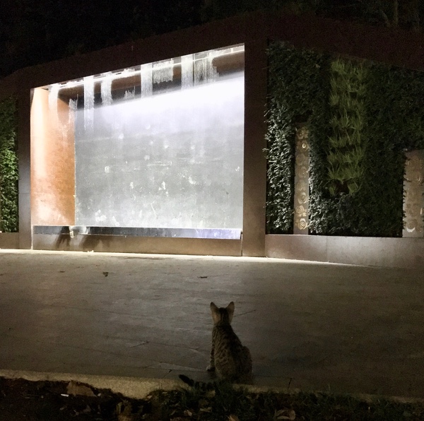 Fountain cat loved the view