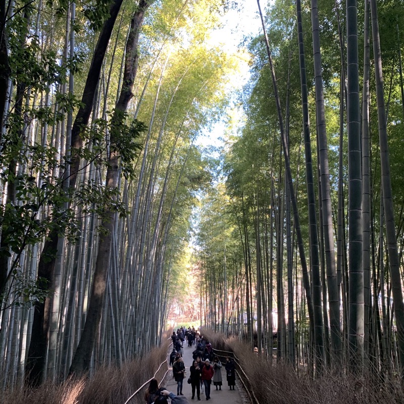 arayashima bamboo 2