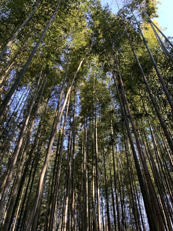bamboo up