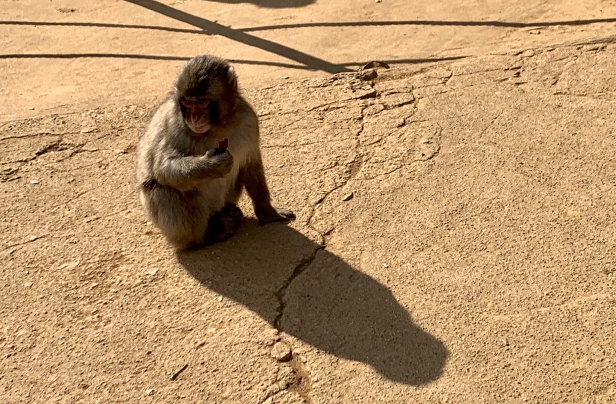 macaque baby