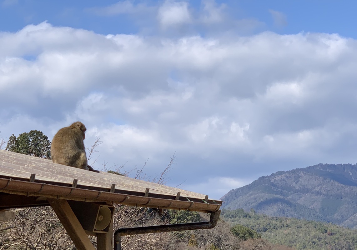 macaque deep thinking