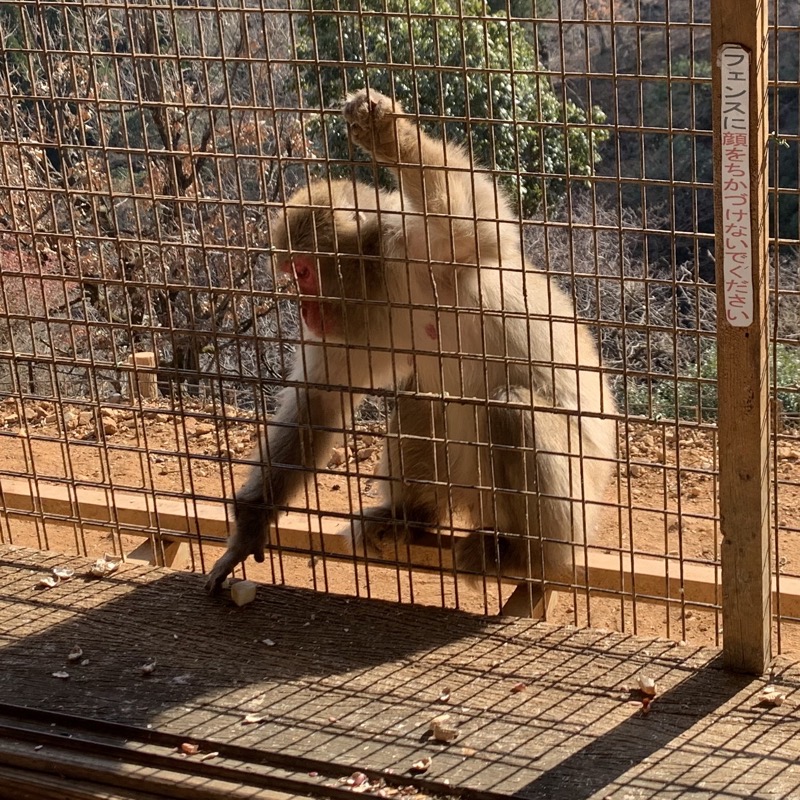 macaque feeding