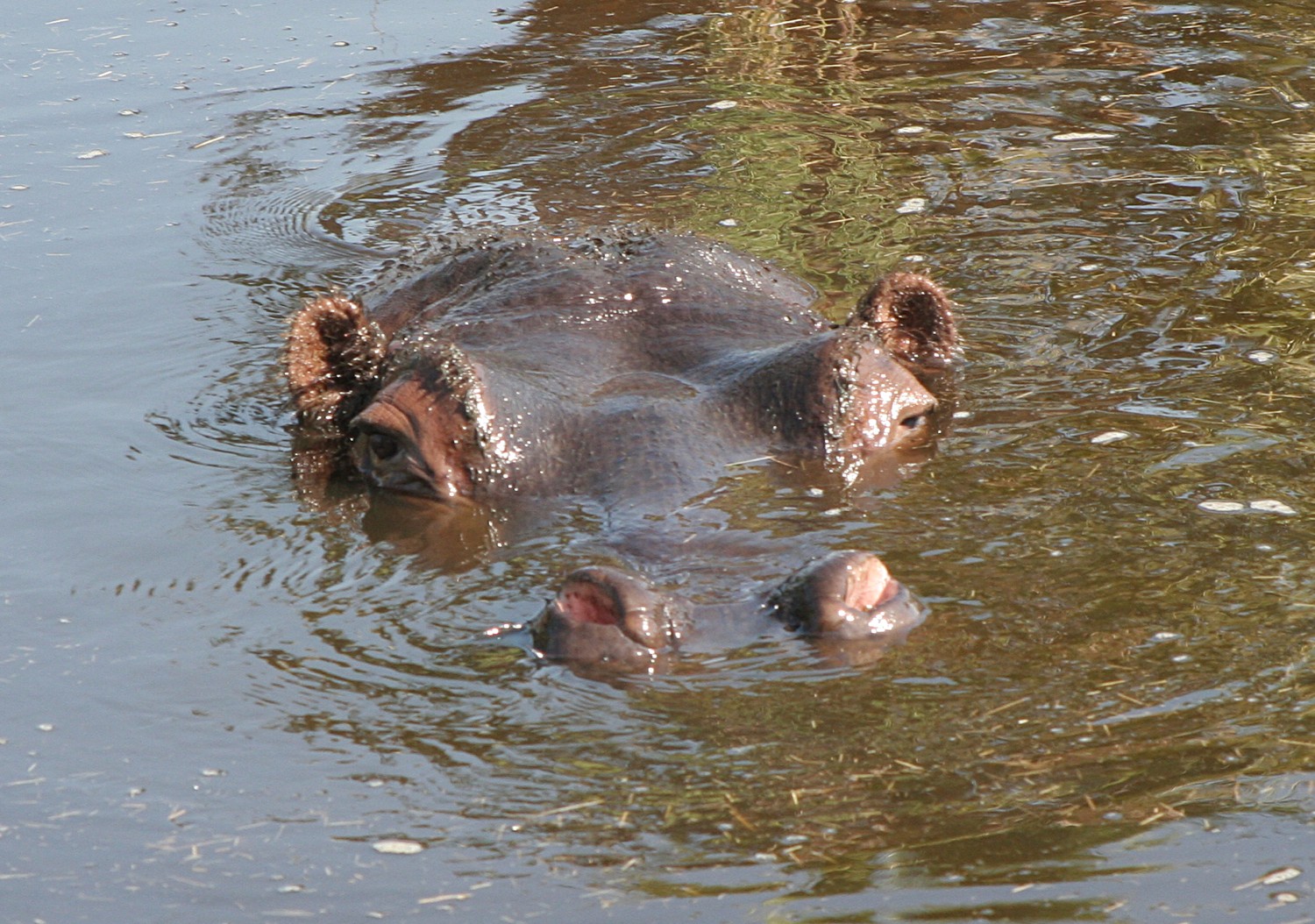 Hippo, Lurking!