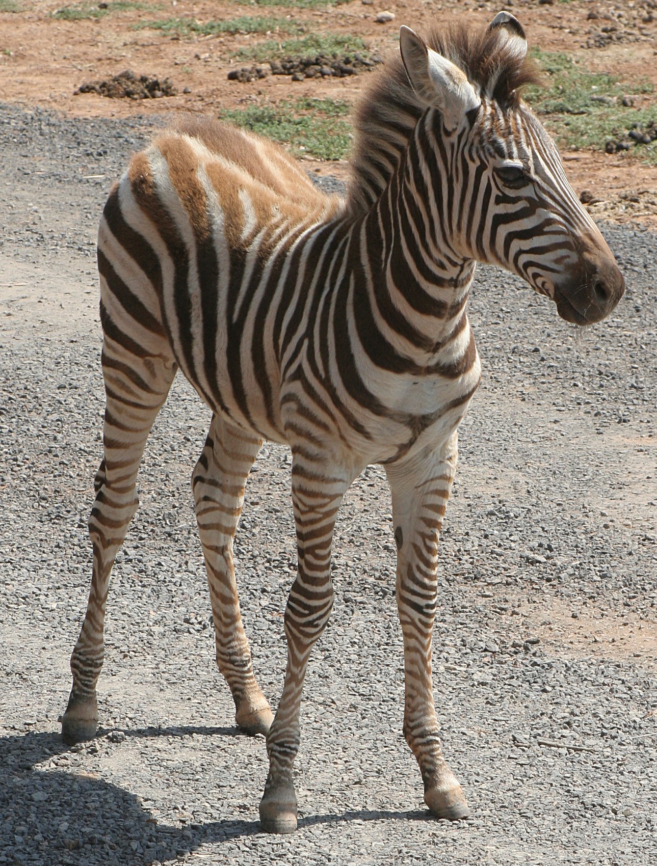 Cute baby Zebra