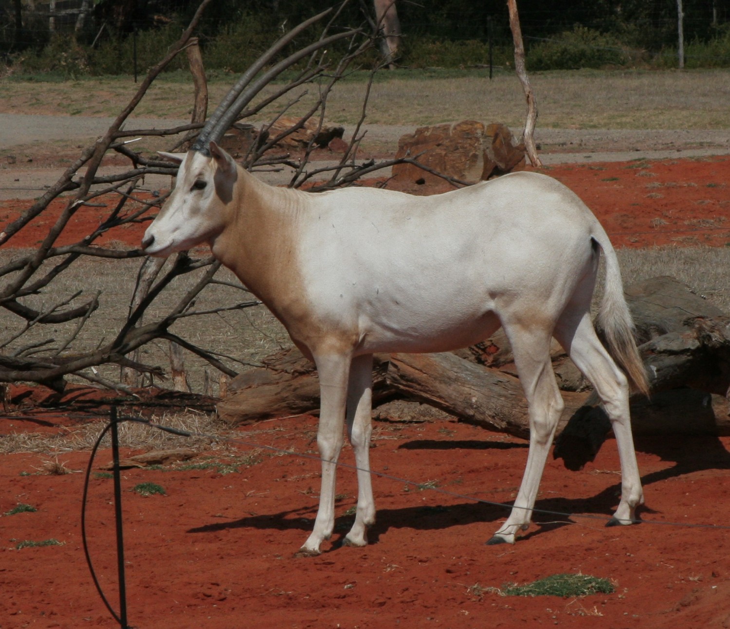 Werribee Open Range Zoo Open Vehicle Adventure Pt 1